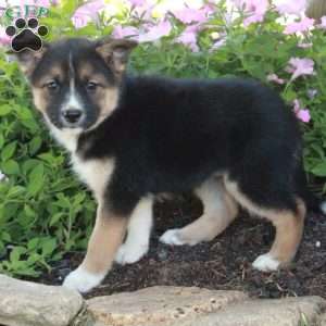 Juniper, Fox Terrier Mix Puppy