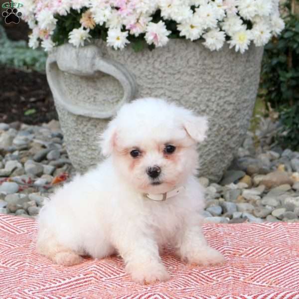 Juno, Bichon Frise Puppy