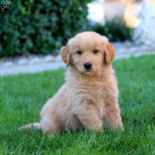 Justice, Golden Retriever Puppy