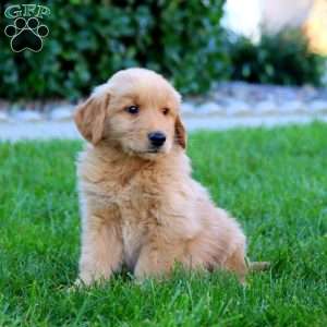 Justice, Golden Retriever Puppy