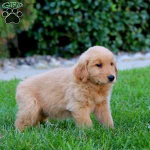 Justice, Golden Retriever Puppy