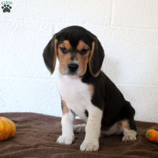 Justin, Beagle Puppy