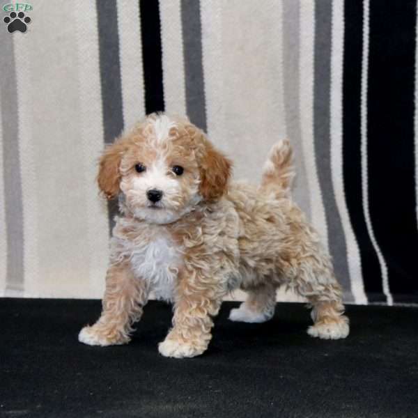 Justin, Toy Poodle Puppy