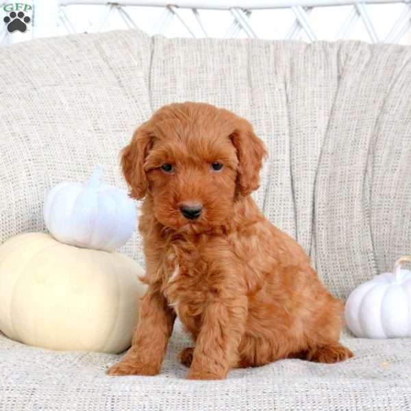 Kade, Miniature Poodle Puppy