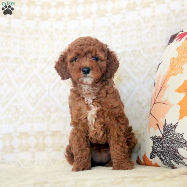 Kaitlyn, Miniature Poodle Puppy