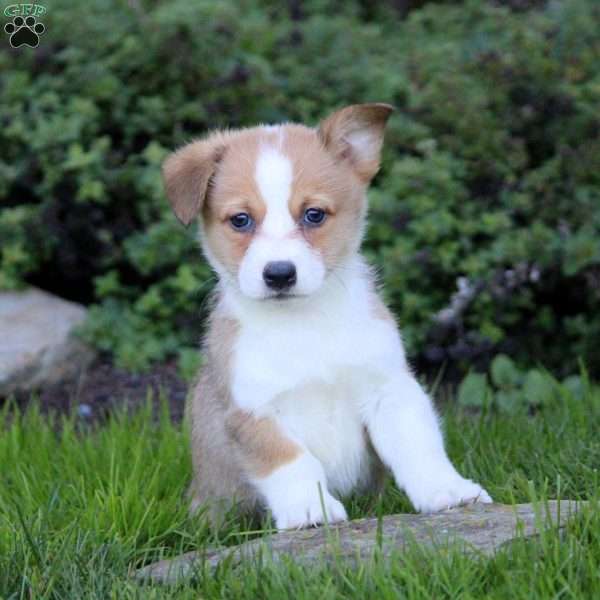 Kaleb, Pembroke Welsh Corgi Puppy