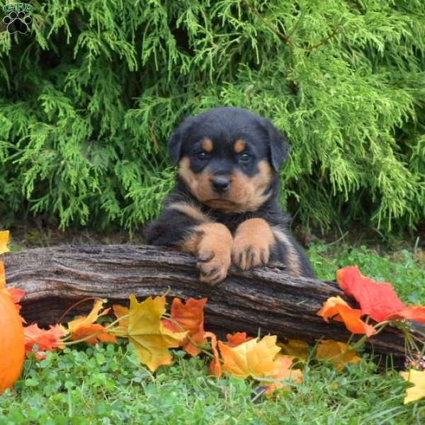 Kali, Rottweiler Puppy