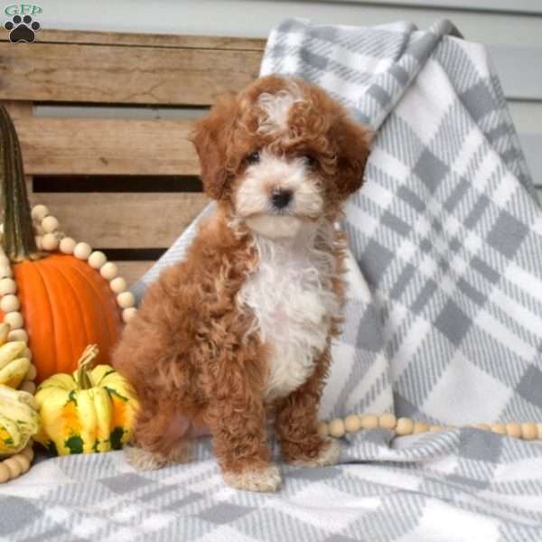 Kallie-F1BB, Cavapoo Puppy