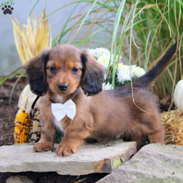 Kalvin, Dachshund Puppy