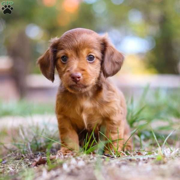 Kane, Dachshund Puppy