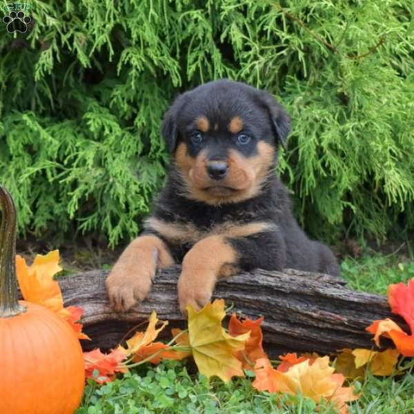 Kane, Rottweiler Puppy