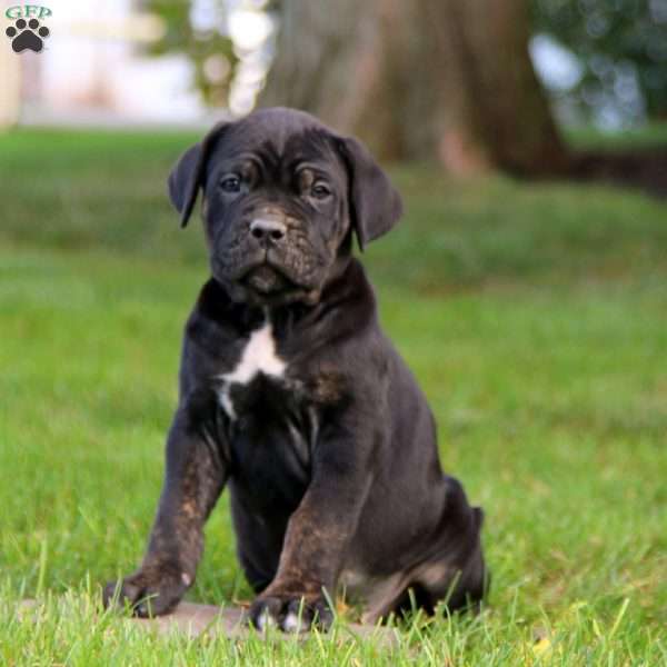 Kane, Cane Corso Puppy