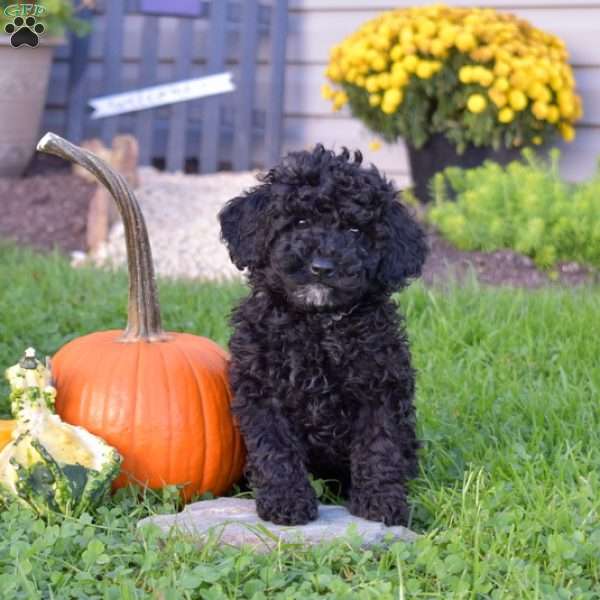 Karen, Miniature Poodle Mix Puppy