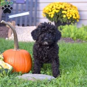 Karen, Miniature Poodle Mix Puppy