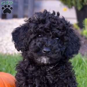 Karen, Miniature Poodle Mix Puppy