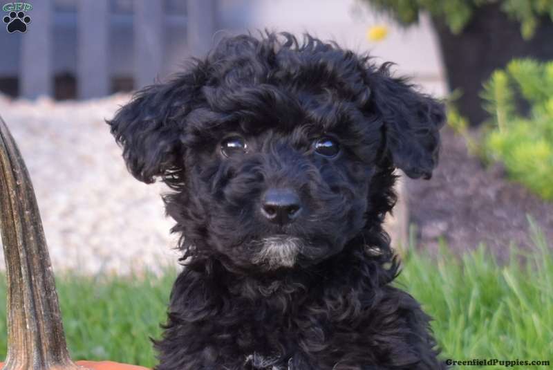 Karen Miniature Poodle Mix Puppy For Sale in Pennsylvania