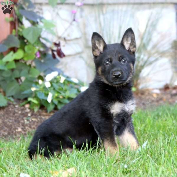 Karla, German Shepherd Puppy