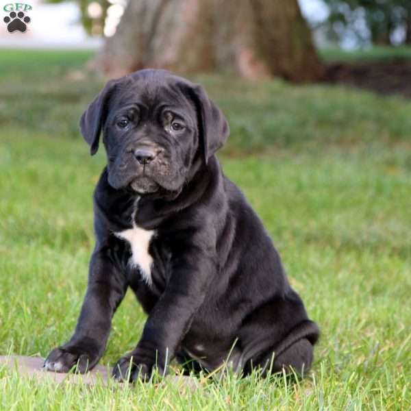 Karla, Cane Corso Puppy