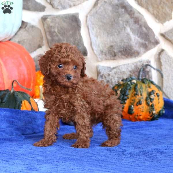 Karla, Toy Poodle Puppy