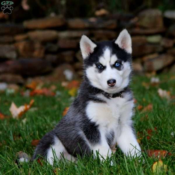 Karla, Siberian Husky Puppy