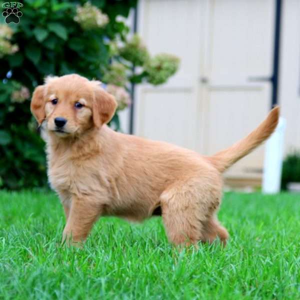 Karla, Golden Retriever Puppy