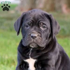 Karla, Cane Corso Puppy