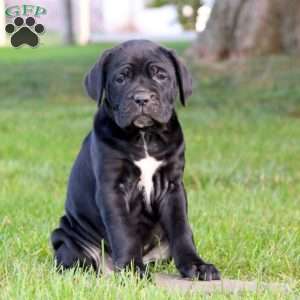 Karla, Cane Corso Puppy