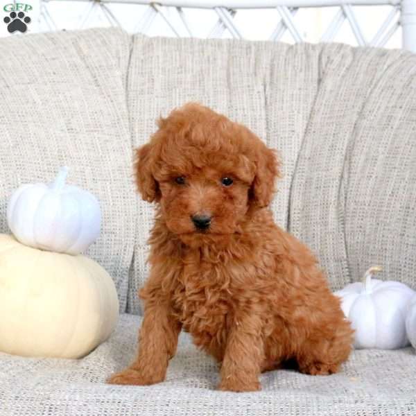 Karson, Miniature Poodle Puppy