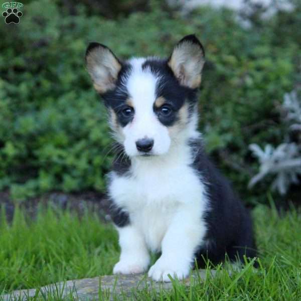 Karson, Pembroke Welsh Corgi Puppy