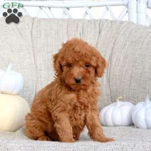 Karson, Miniature Poodle Puppy