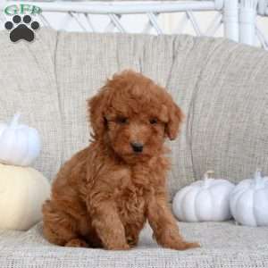 Karson, Miniature Poodle Puppy