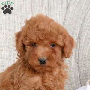 Karson, Miniature Poodle Puppy