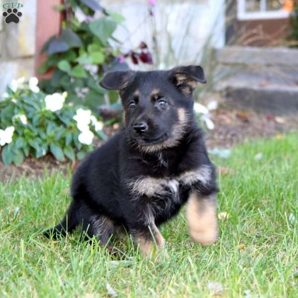 Karter, German Shepherd Puppy