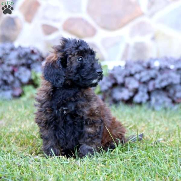 Karter, Mini Labradoodle Puppy