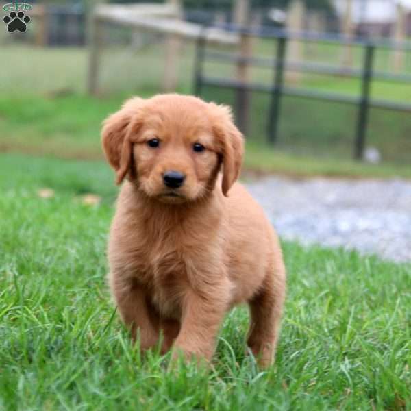 Karter, Golden Retriever Puppy