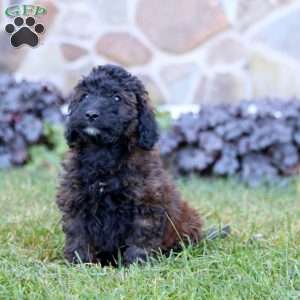 Karter, Mini Labradoodle Puppy