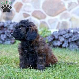 Karter, Mini Labradoodle Puppy