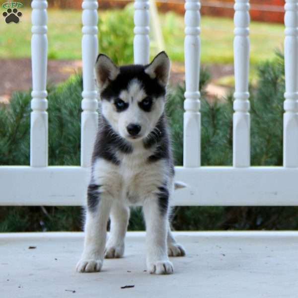 Kassie, Siberian Husky Puppy