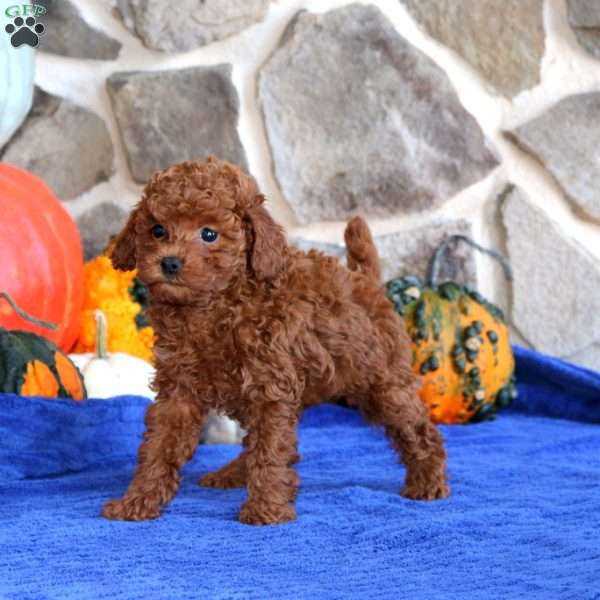 Kassie, Toy Poodle Puppy