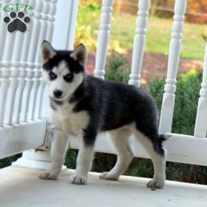 Kassie, Siberian Husky Puppy