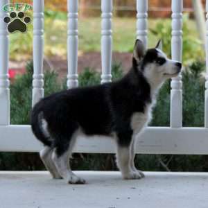 Kassie, Siberian Husky Puppy