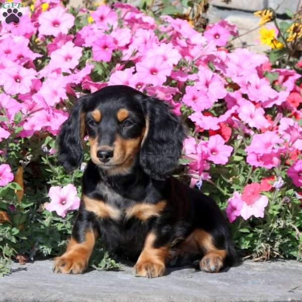 Kate, Dachshund Puppy