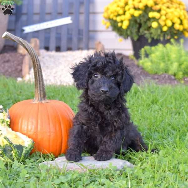 Katelyn, Miniature Poodle Mix Puppy