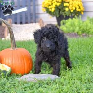 Katelyn, Miniature Poodle Mix Puppy