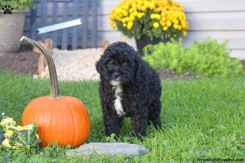 Katelyn Miniature Poodle Mix Puppy For Sale in Pennsylvania