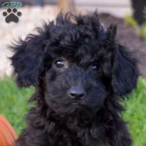 Katelyn, Miniature Poodle Mix Puppy