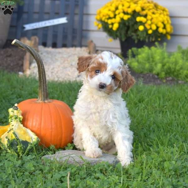 Kathleen, Miniature Poodle Mix Puppy