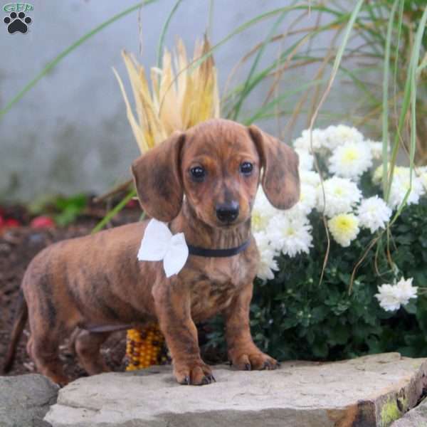 Kathryn, Dachshund Puppy