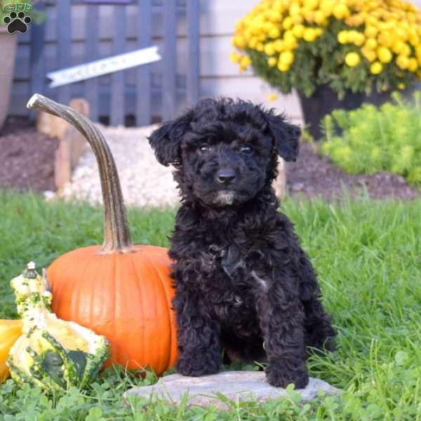 Kathy, Miniature Poodle Mix Puppy