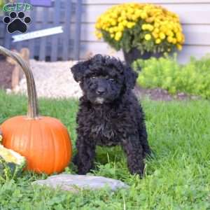 Kathy, Miniature Poodle Mix Puppy